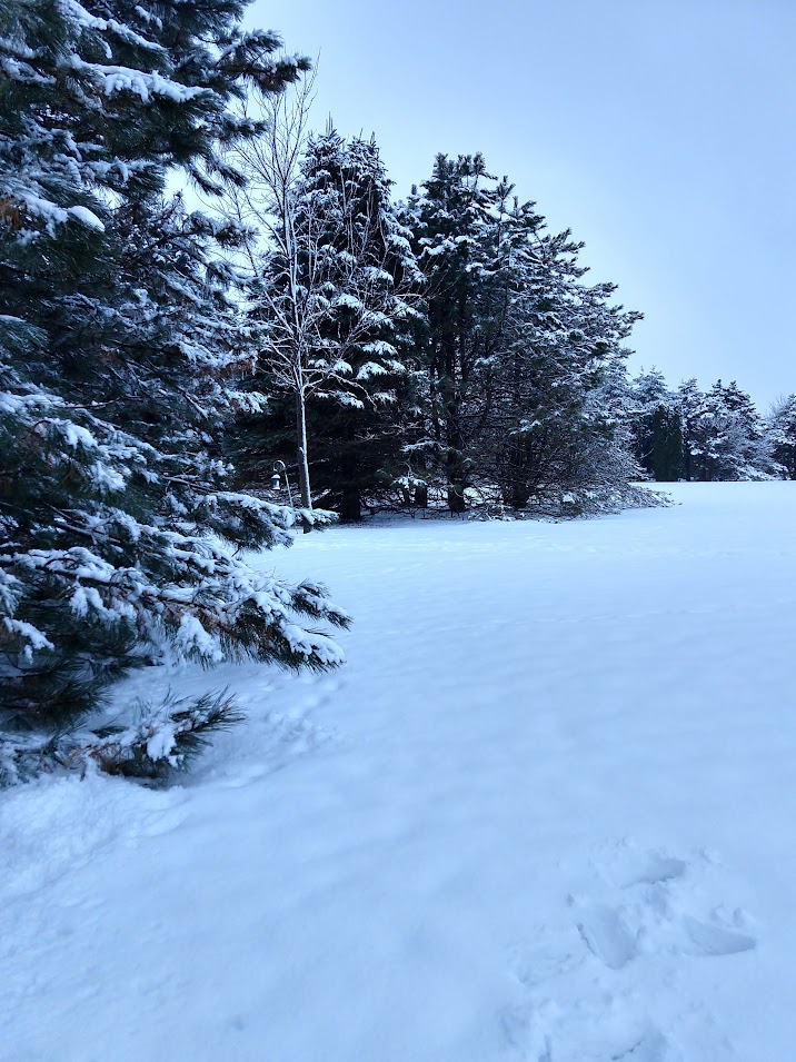 A winter scene of a field of snow with a few footprints and a border of trees covered in snow
