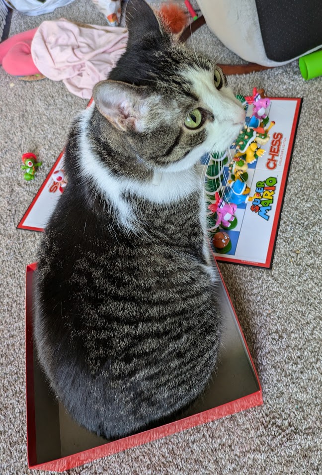 Black and white tabby cat sitting upright in a small red box that barely fits her for the Mario Chess game laid out in the background behind her.