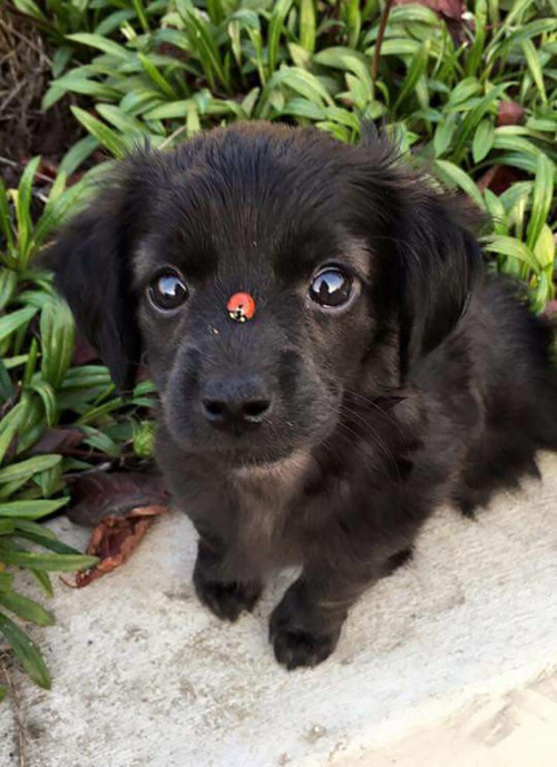 A photo of a small black puppy, looks long-haired dachshund-ish, looking at the camera with a red ladybug with one spot resting on its nose