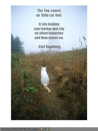 The text of The Fog by Carl Sandburg over the image of a cat sitting in a foggy field