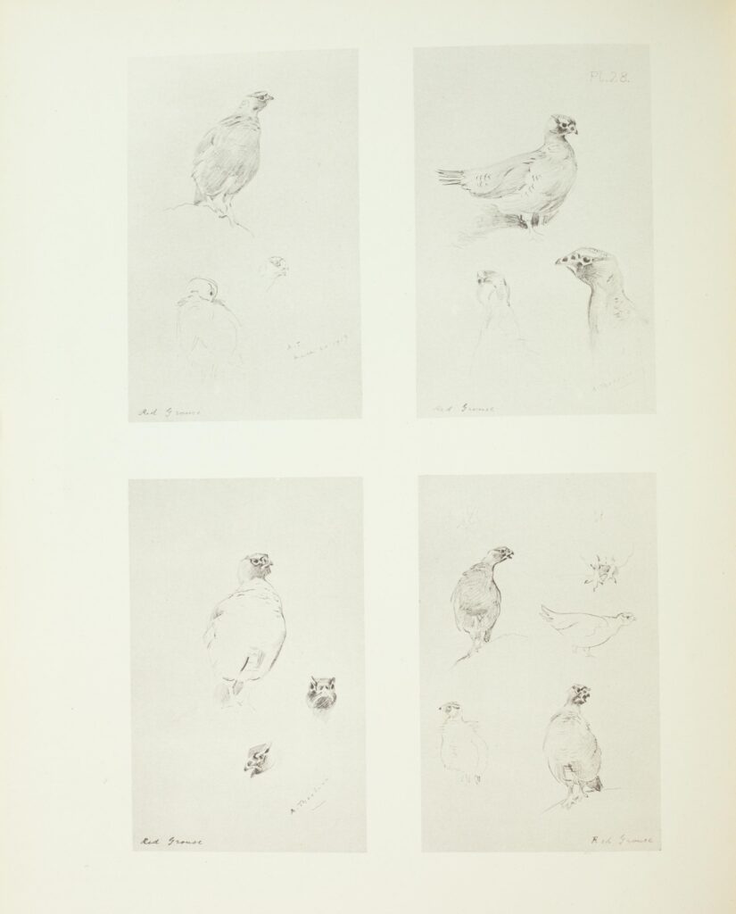 Images taken from a naturalist's sketchbook of bird sketches. They look like grouse or ptarmigans or similar.