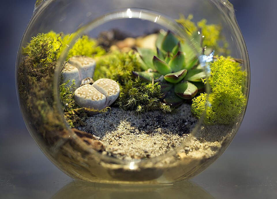 A small spherical glass terrarium full of succulents and mosses
