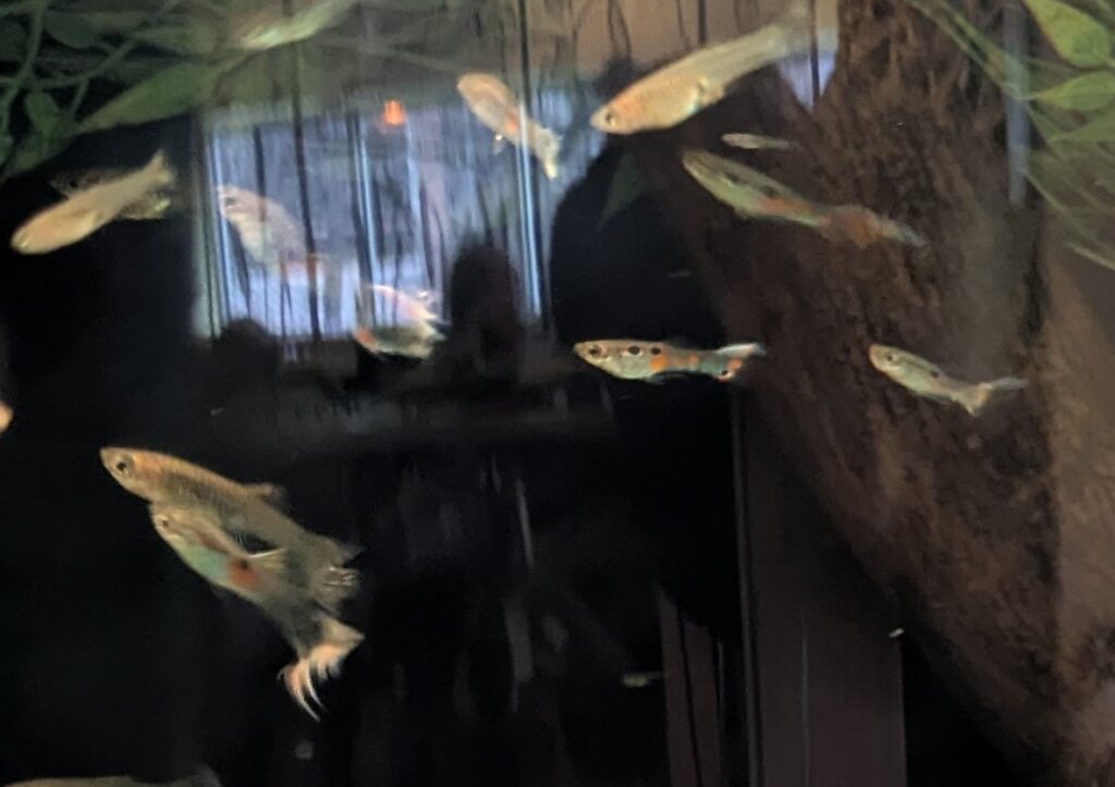small fish in a tank