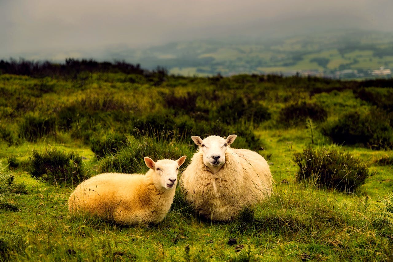 sheep in a rugged pasture on a foggy morning