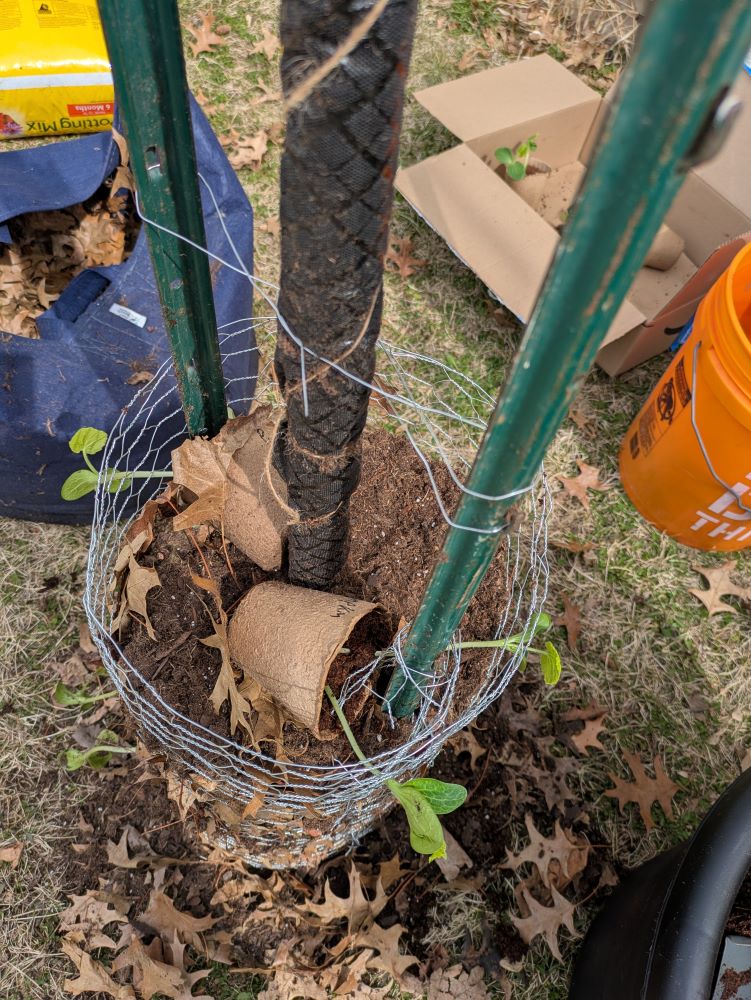 A closer view of the sprouts in the chicken wire