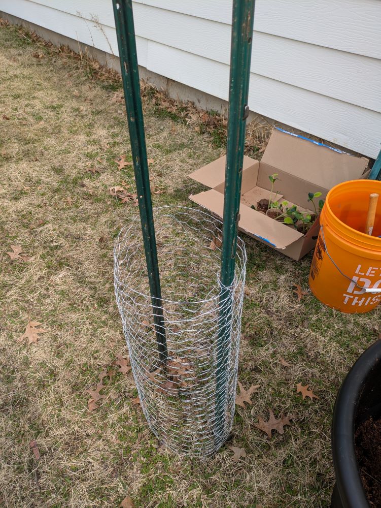 two posts with chicken wire wrapped in a loop going about halfway up the post
