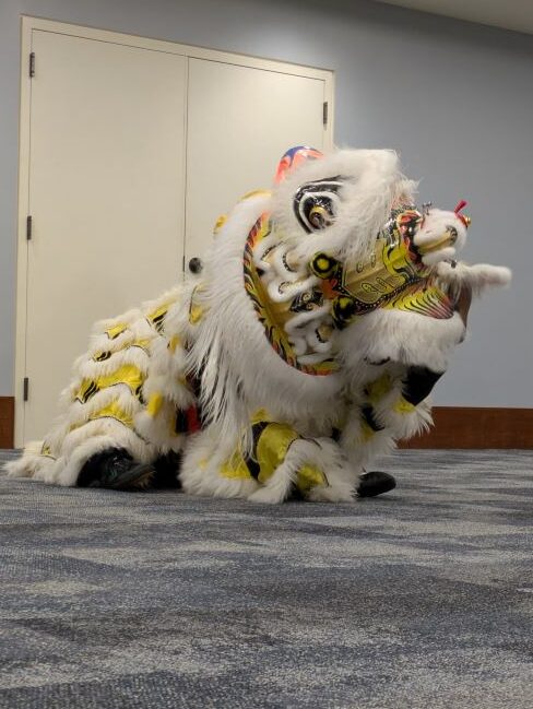 The white and gold lion wakes up, scratching its ear with its front leg.
