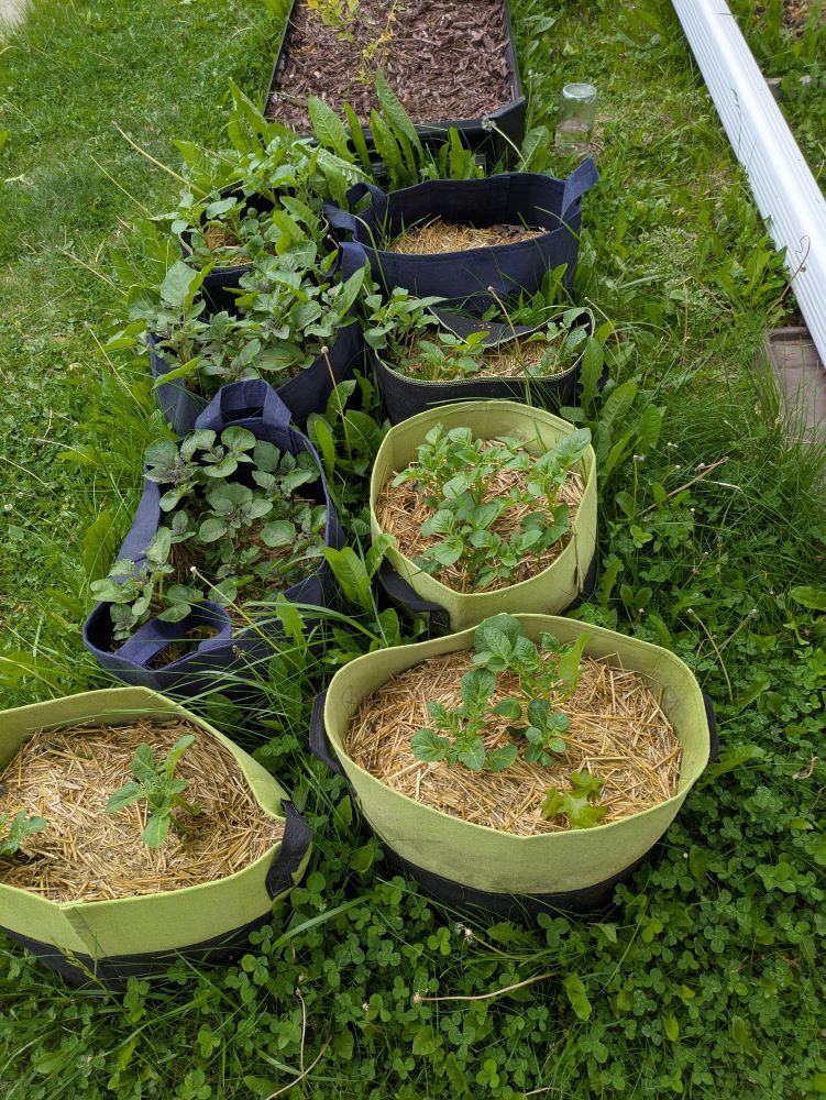 gardening bags with potato plants growing