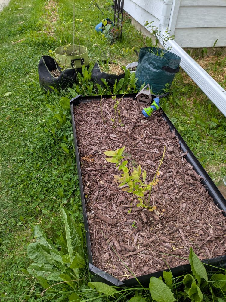 a raised bed and some bags with blueberries growing in them