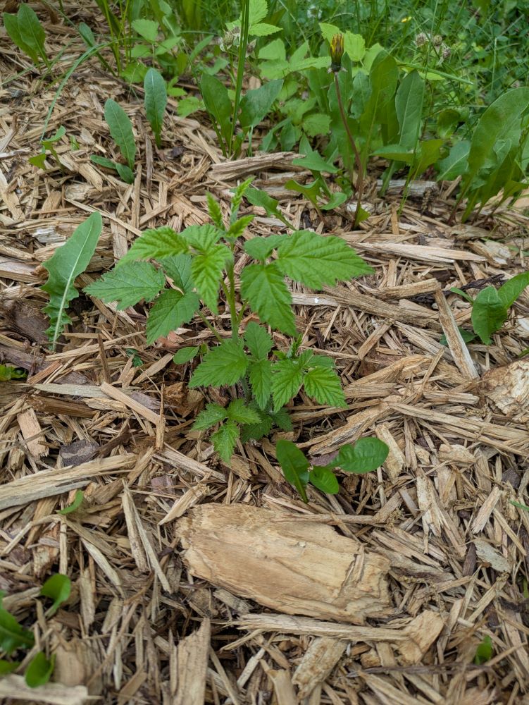green sprout of raspberry coming through mulch
